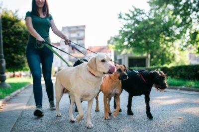 Love Animals? Earn as a Pet Sitter or Dog Walker from the Comfort of Home